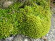 green moss closeup