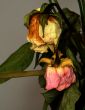 withered bouquet