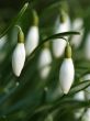 Snowdrop