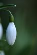 Snowdrop