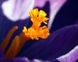 Crocus