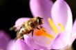 Bee pollinates Crocus
