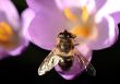 Bee pollinates Crocus