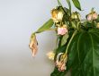 withered bouquet