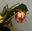 withered bouquet