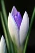 Crocus