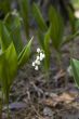 Lily of the valley