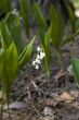 Lily of the valley.