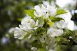 apple blossoms