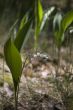 Lily of the valley.