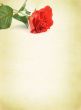 background with decorative rose