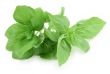 pile of fresh green basil