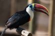 Toucan