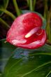 Flower Closeup