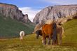 Horses