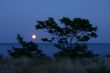 the silhouette tree