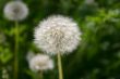 white dandelion