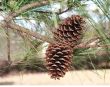 Natural Pine Cones