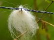 barbed wire