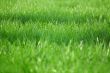 Green grass