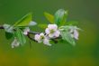 Beautiful cherry`s white blossoms