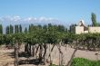 vineyard Mendoza