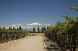 wine landscape