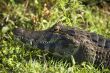 crocodile with closed mouth