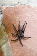 argentina spider