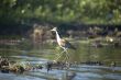 blue heron in argentina