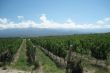 vineyards Argentina