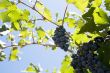blue grapes