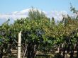 vineyard Mendoza Argentina
