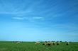sheeps background