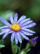 aster