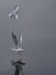 two sea gulls on water