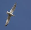 the flight of the sea gull