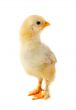 Small chicken