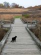 Black cat