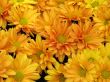 Chrysanthemums
