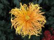 Chrysanthemums