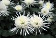 Chrysanthemums