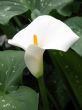 Calla-lily