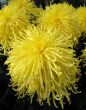 Chrysanthemums
