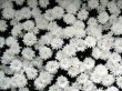 Chrysanthemums