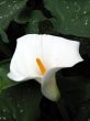 Calla-lily
