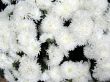 Chrysanthemums