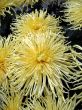Chrysanthemums