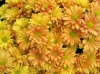 Chrysanthemums