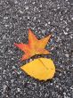 Leaves in fall